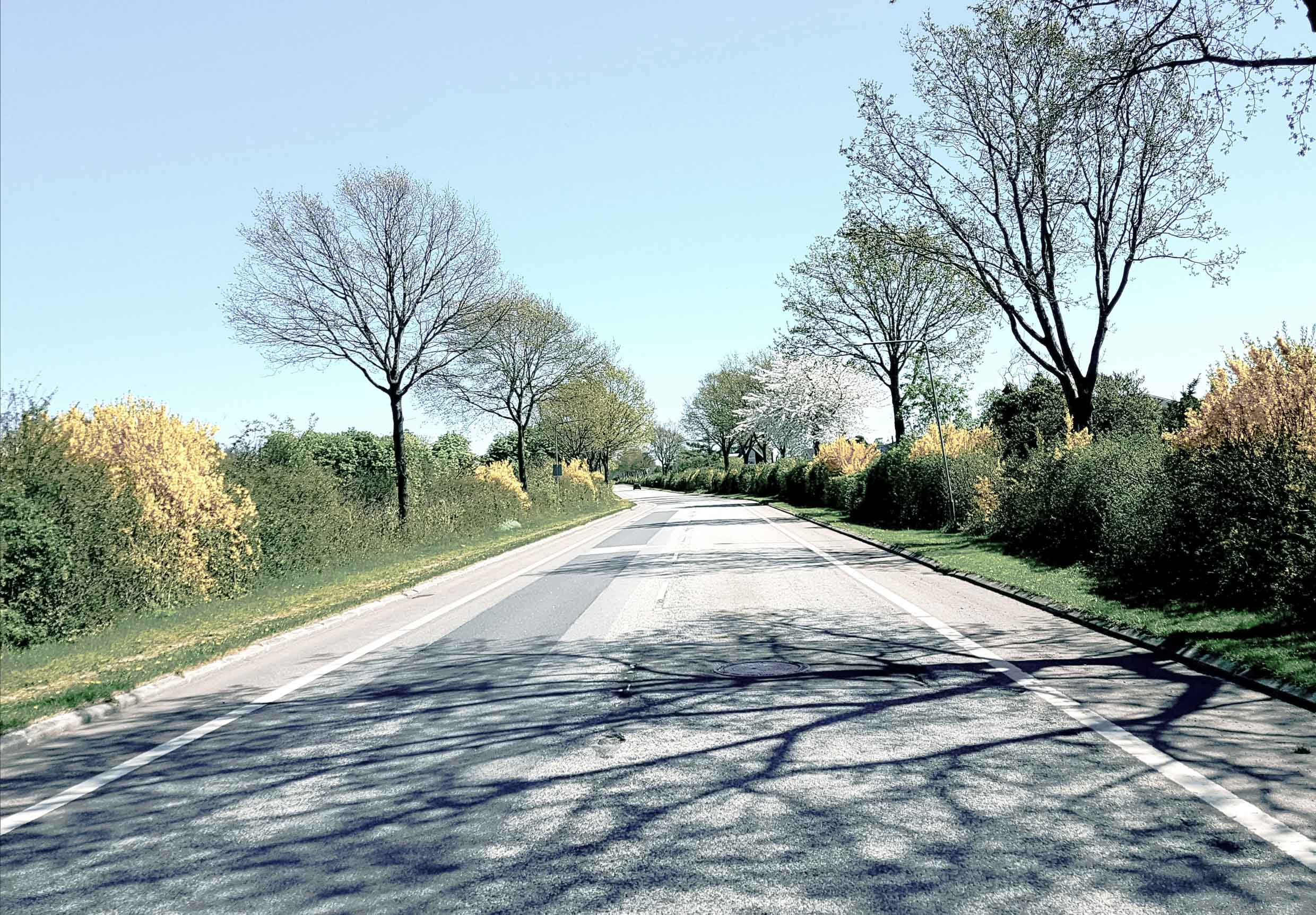 An empty highway with trees and yellow and green bushes along the sides