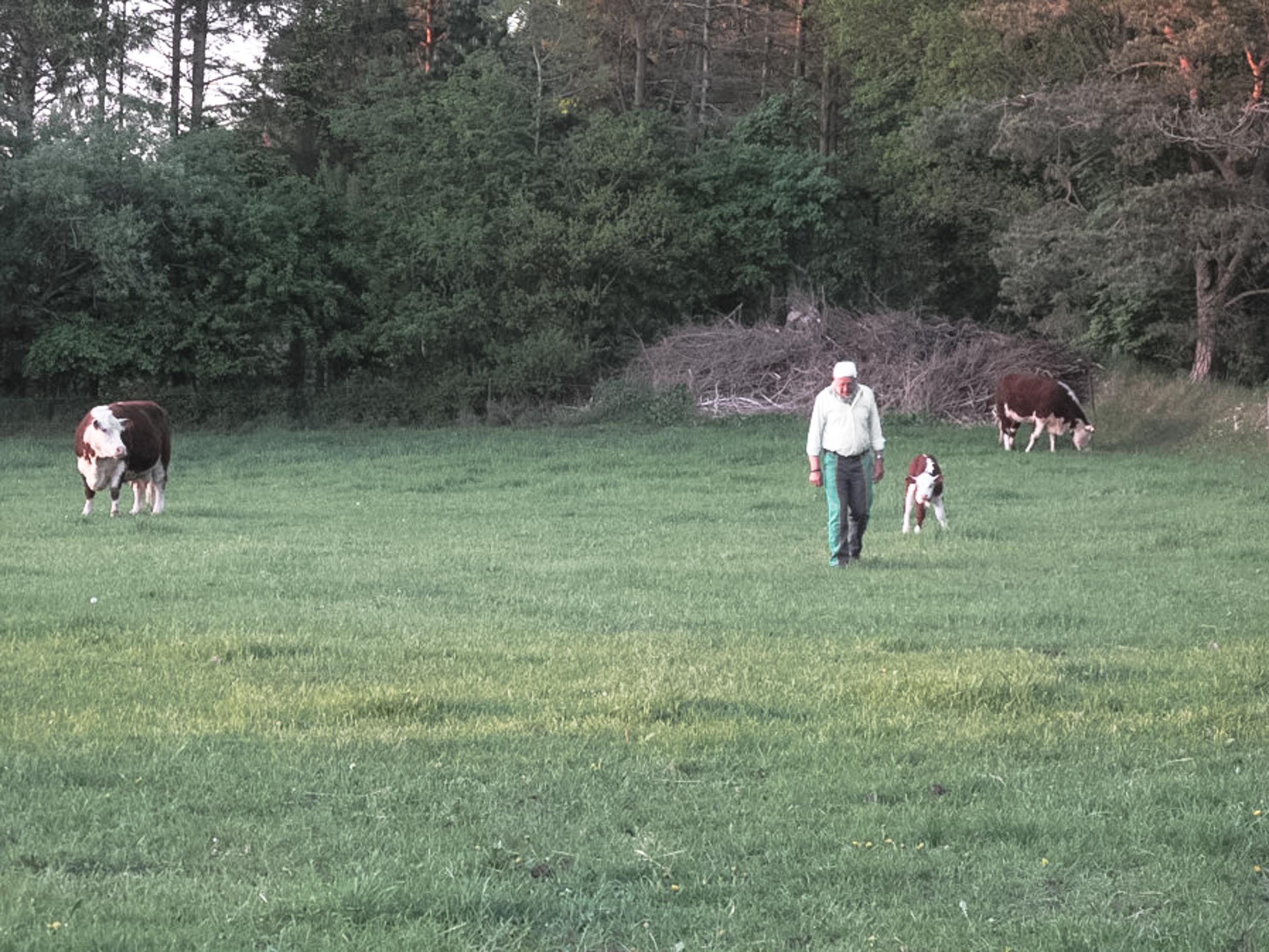 A man with green pants and a white shirt walking on a green field with two cows and a calf.