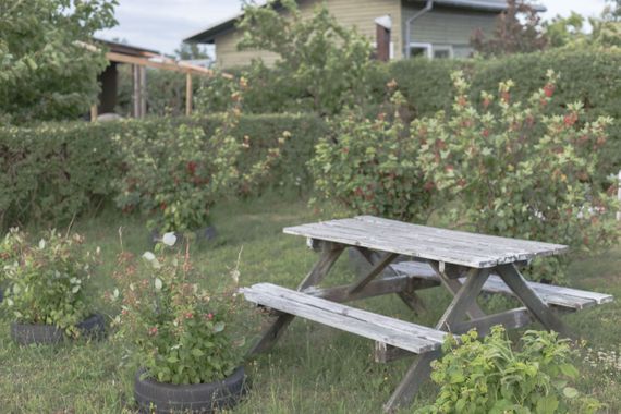 A bench standing in a garden surrounded by berry bushes.